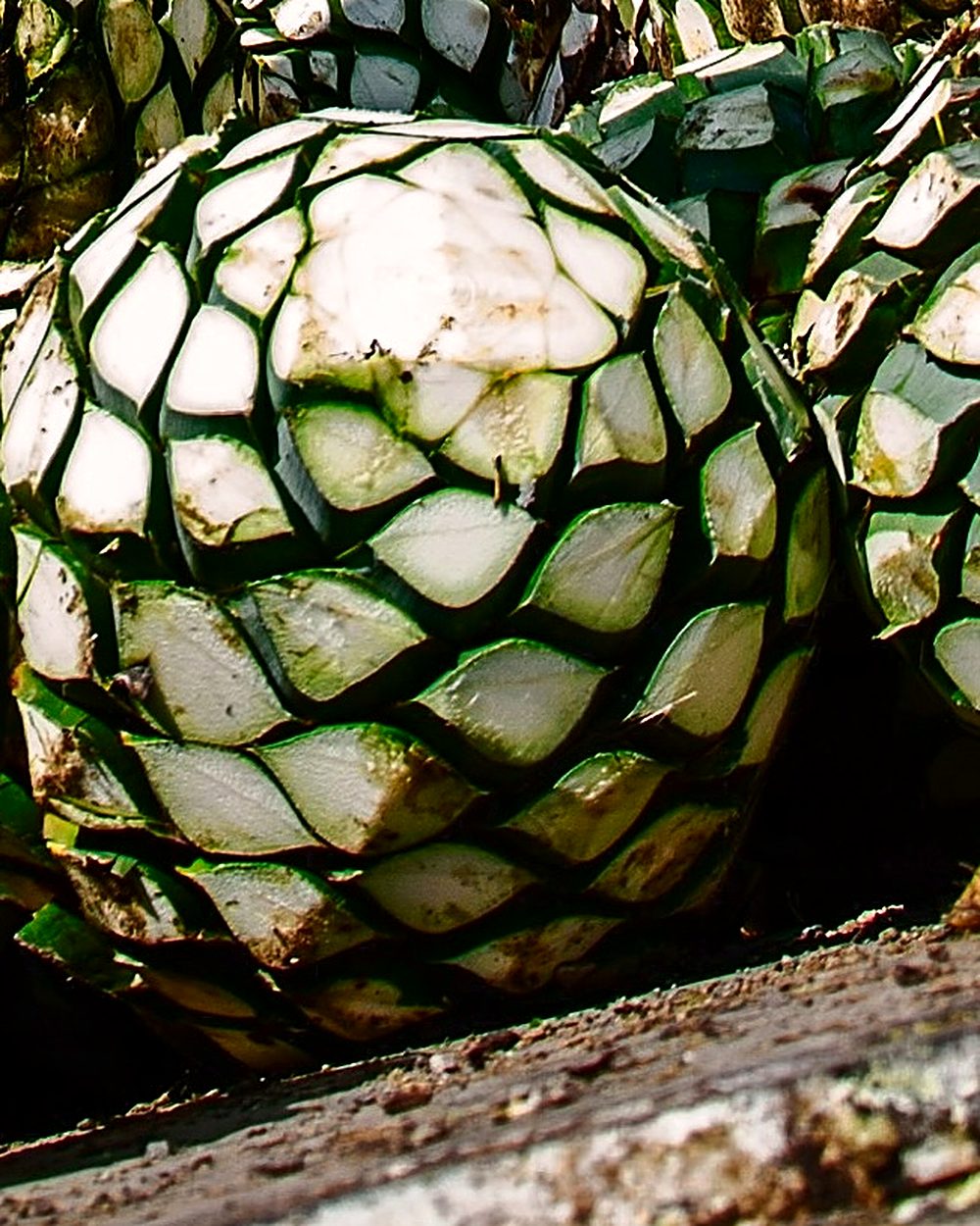 Freshly harvested agave piñas